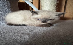 British Shorthair cats for sale:  British shorthair colourpoint pedigree kittens  - Image 5