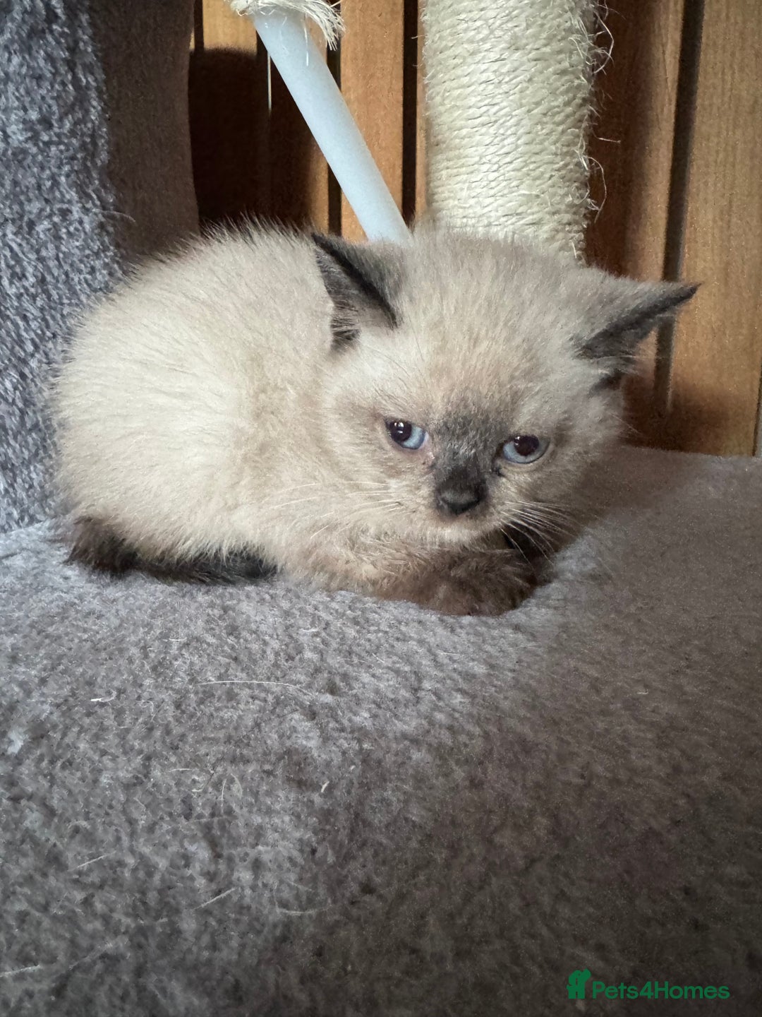 British Shorthair cats for sale:  British shorthair colourpoint pedigree kittens  - Image 5