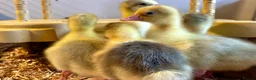Geese poultry for sale: SEBASTOPOL GOSLINGS - READY NOW - Advert 11