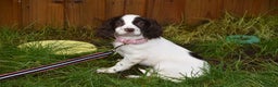 Cocker Spaniel dogs for sale: Ready Now Kc Reg Health Tested - Advert 4