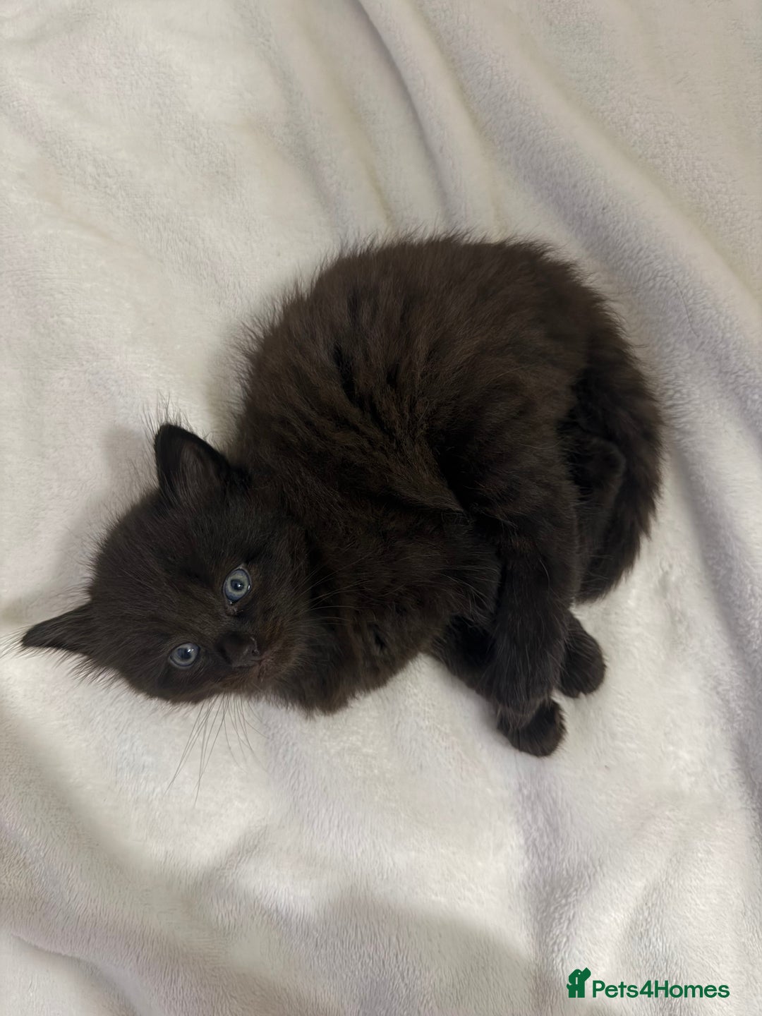 Ragdoll cats for sale: Ragdoll Mix Litter - Advert 4