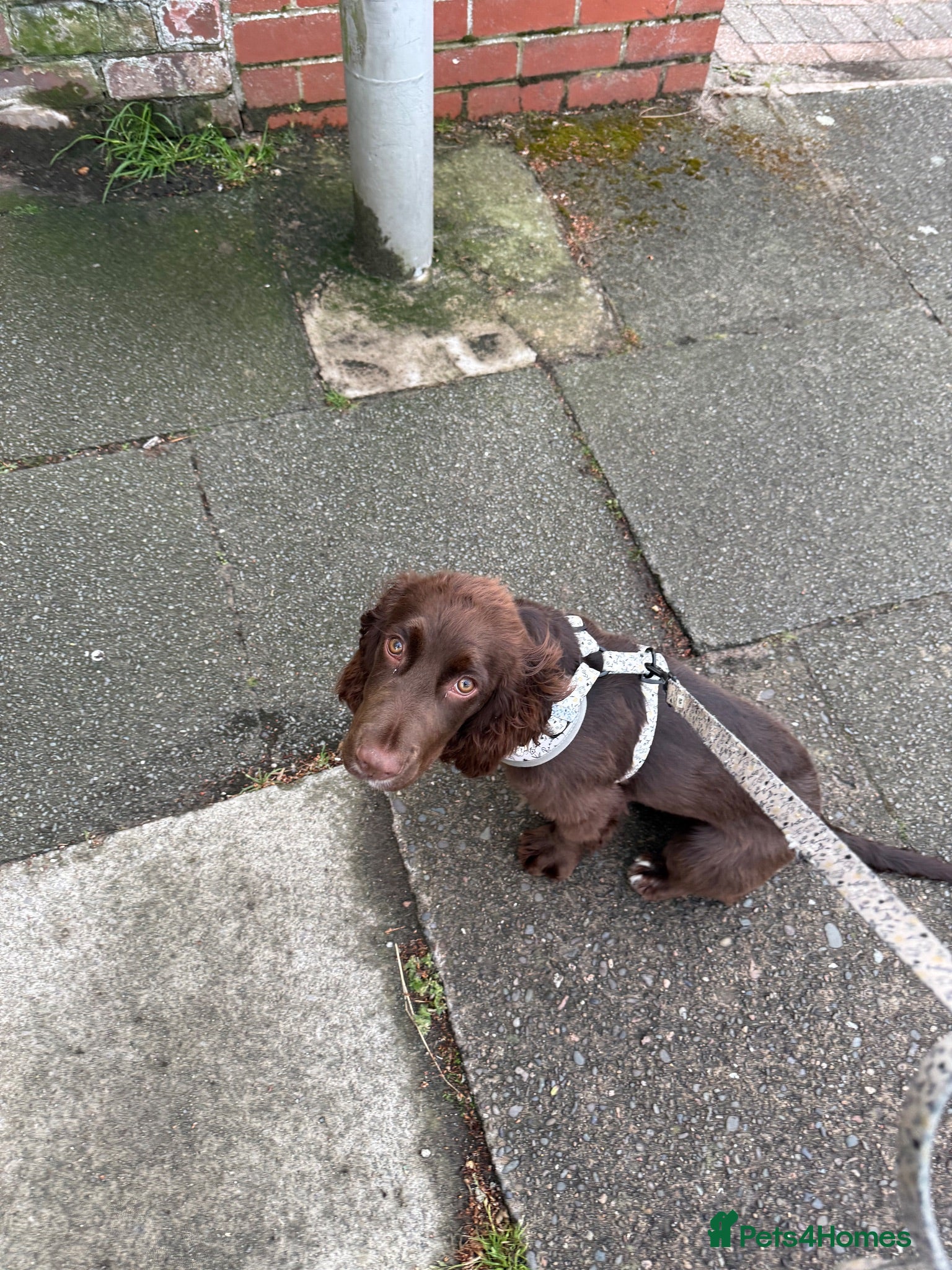 Cocker Spaniel dogs Liver/choc working cocker spaniel 1500 ONO - Advert 2