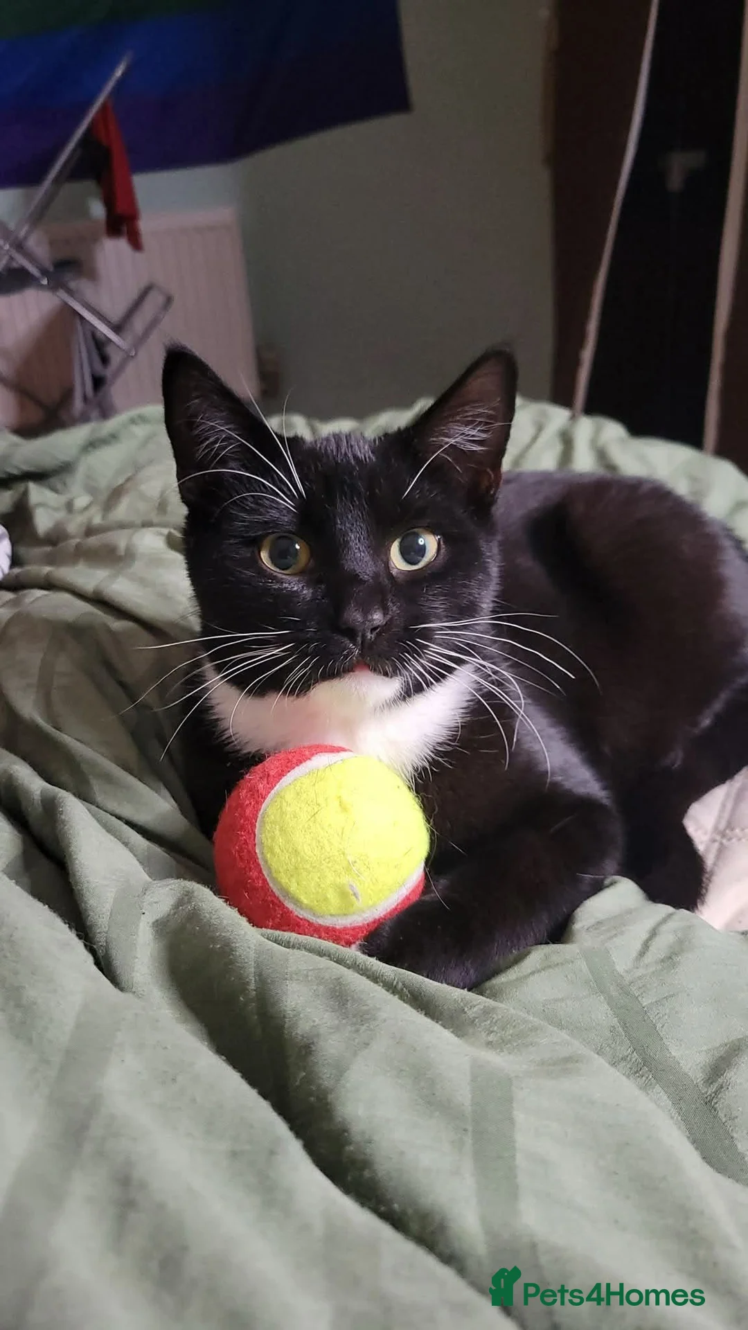 Mixed Breed cats for sale: Beautiful kittens in Saint Helens - Advert 2