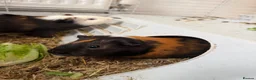 Guinea Pig rodents for sale: 2 male guinea pigs  in Barnsley - Advert 6