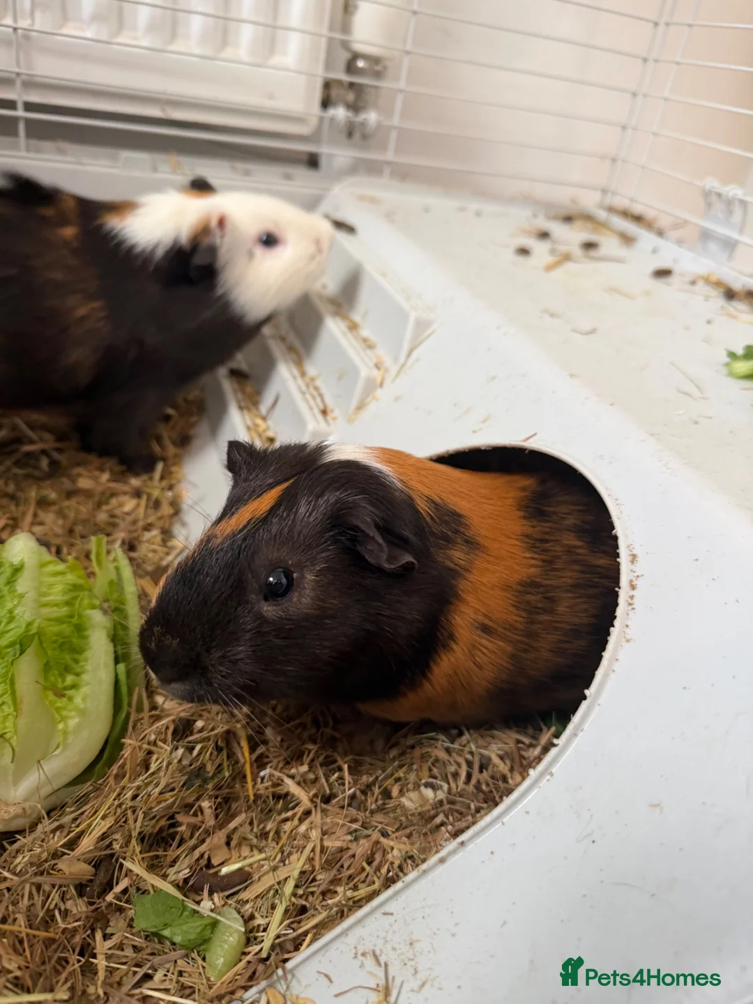 Guinea Pig rodents for sale: 2 male guinea pigs  in Barnsley - Advert 6
