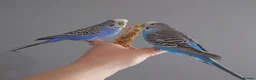 Mixed Breed birds for sale: Hand tame pair of budgies and semi tame Quaker  - Advert 11