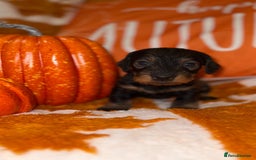 Dachshund dogs for sale: 🩷💙Stunning KC Wire haired Dachshunds🩷💙 - Image 28