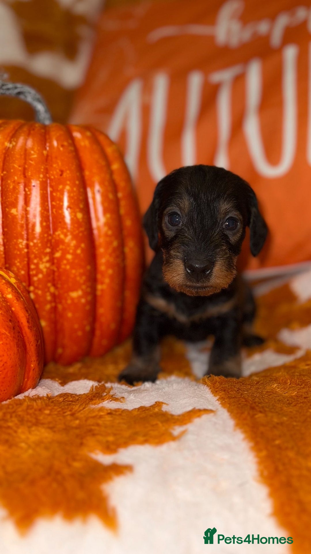 Dachshund dogs for sale: 🩷💙Stunning KC Wire haired Dachshunds🩷💙 - Image 28