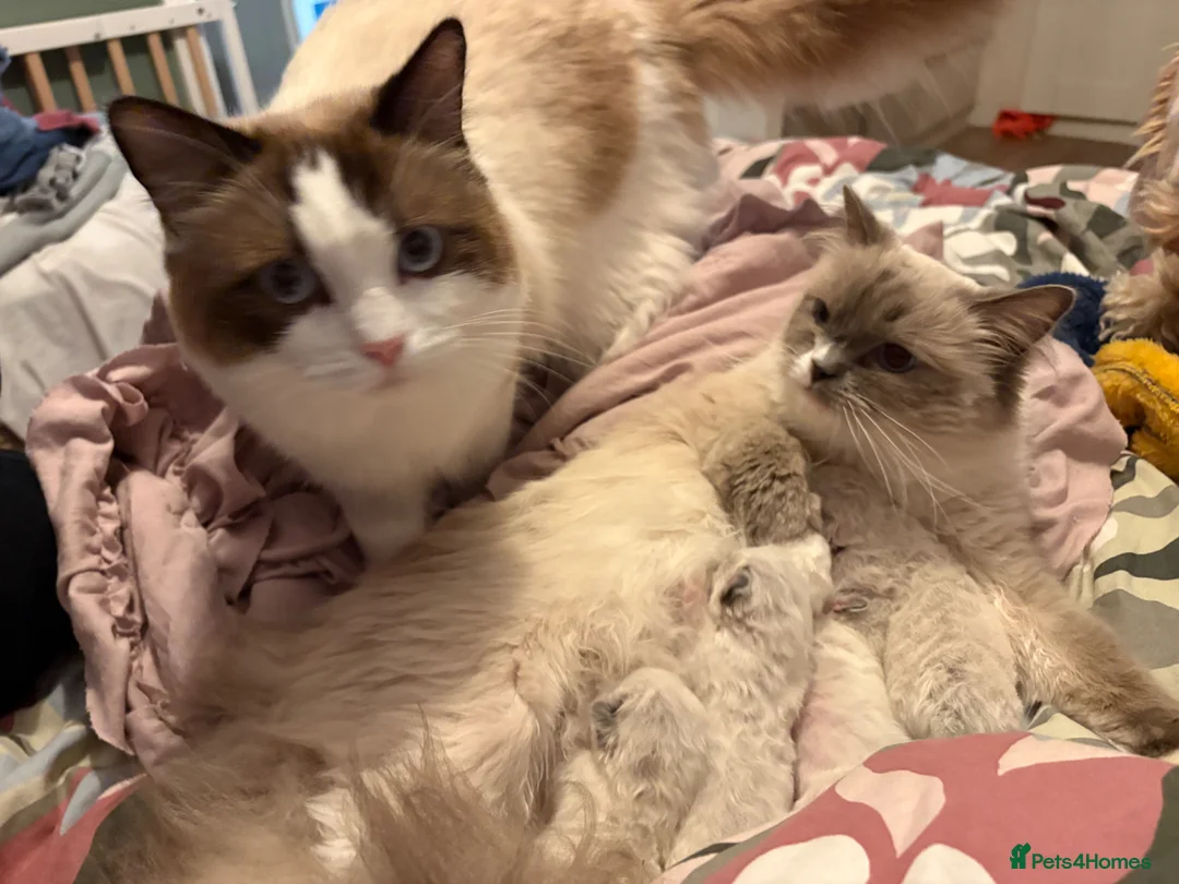 Ragdoll cats for sale: Beautiful Ragdoll kittens siblings  - Advert 1