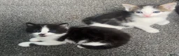 Domestic Shorthair cats for sale: Beautiful long haired tabby kittens  - Advert 16
