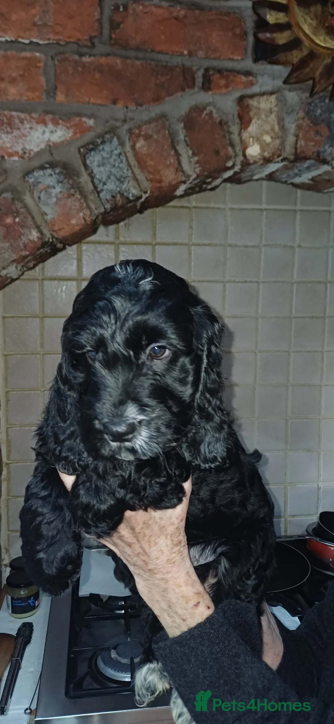 Cockapoo dogs for sale: Cockapoos F1 - Advert 3