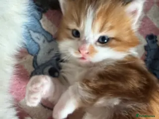 Mixed Breed cats Beautiful half Maine coon kittens Grey and ginger - Advert 2