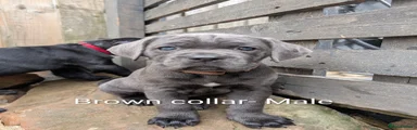 Brown collar 
