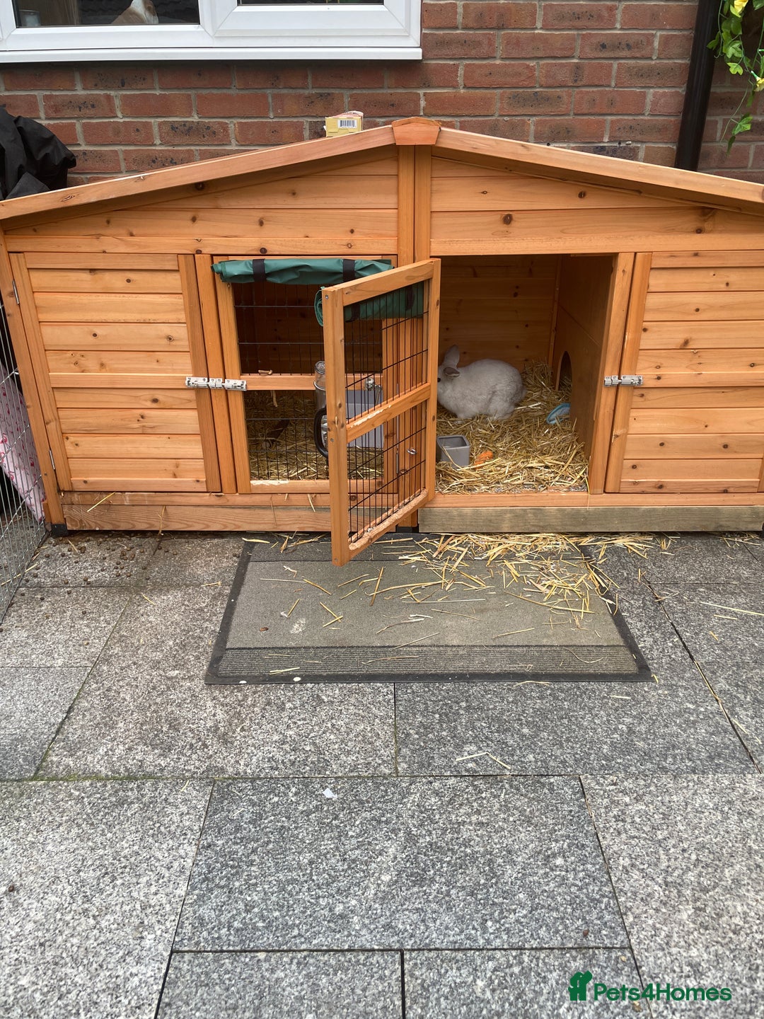 Mini Lop rabbits for sale: Mini lop male - Advert 1