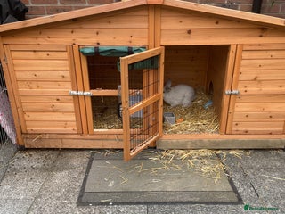 Mini Lop rabbits Mini lop male - Advert 3