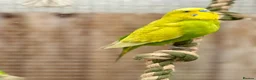 Budgerigars birds for sale: Budgie Chicks/Adults Available in Norwich - Advert 2