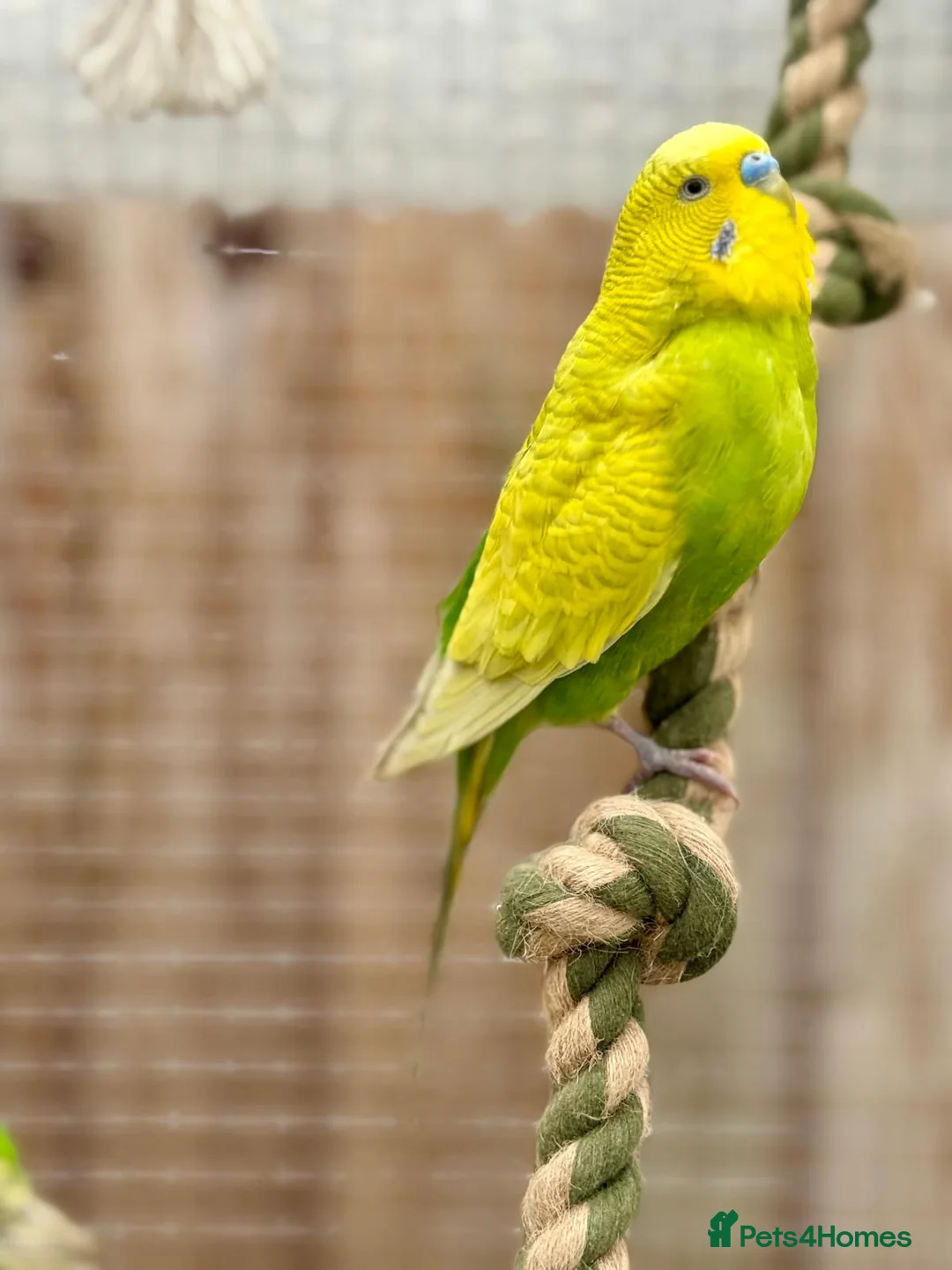Budgerigars birds for sale: Budgie Chicks/Adults Available in Norwich - Advert 2
