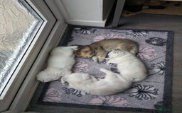 British Shorthair cats for sale: Beautiful 5 kittens  - Image 9