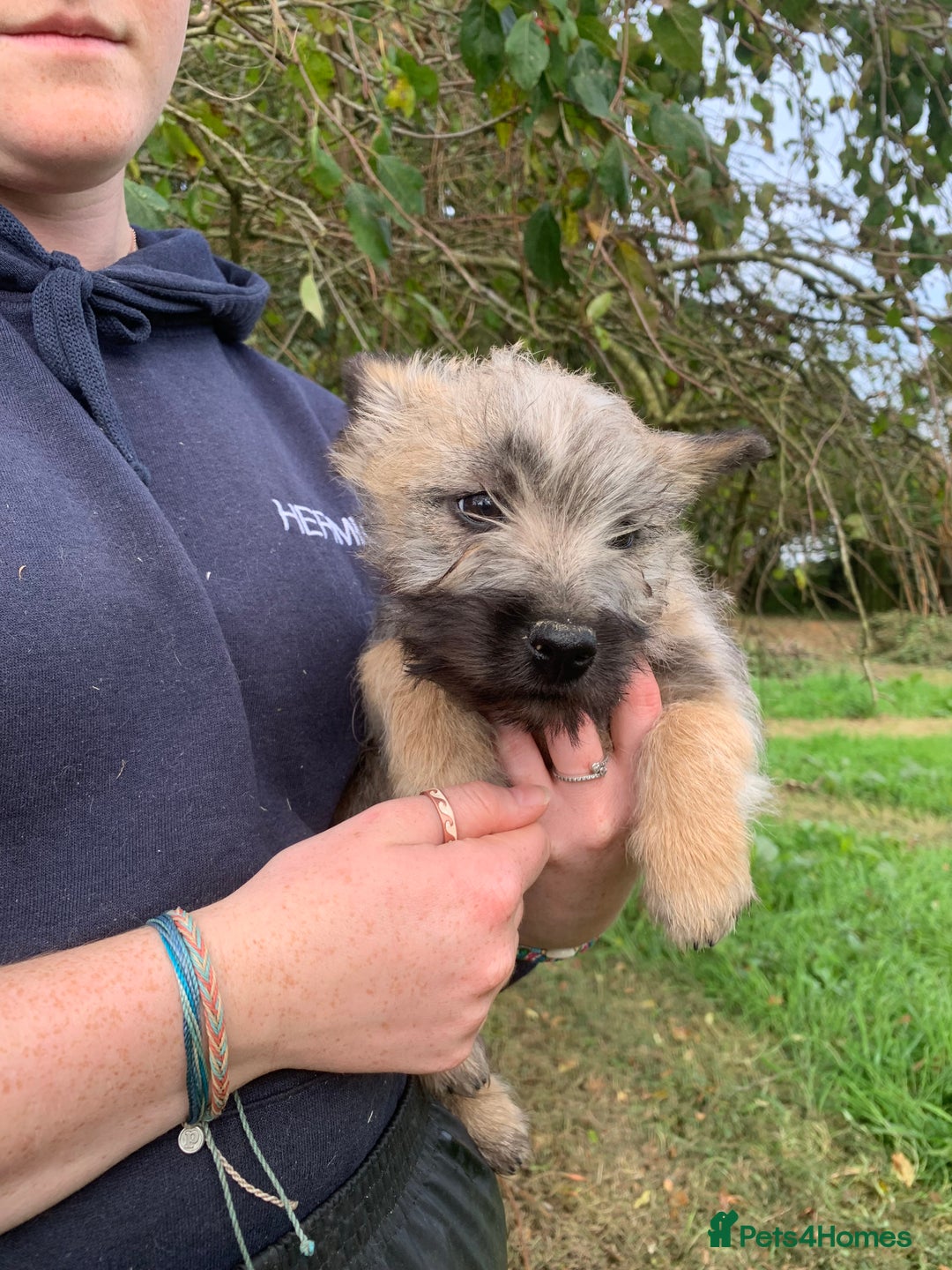 Cairn Terrier dogs for sale: Gorgeous Cairn Terrier Puppies  - Image 4