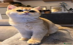 British Shorthair cats for sale: Ative GCCF Golden british short hair  - Image 1