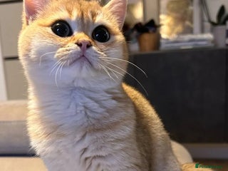 British Shorthair cats - Advert 1