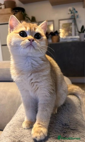 British Shorthair cats - Advert 3