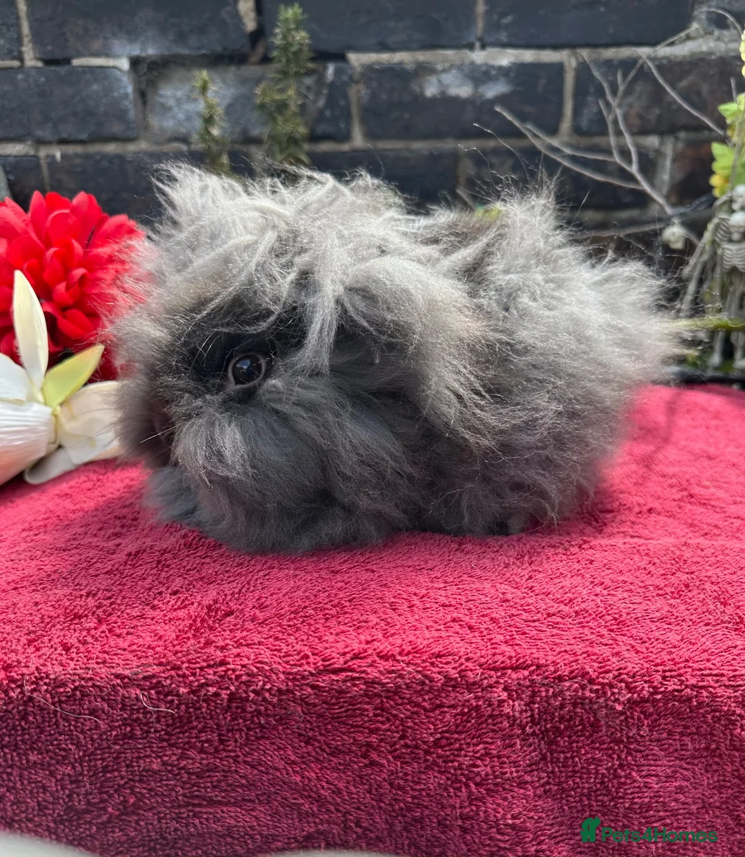 Lionhead rabbits for sale: Lionhead Baby Bunies  in Stoke-on-Trent - Advert 5