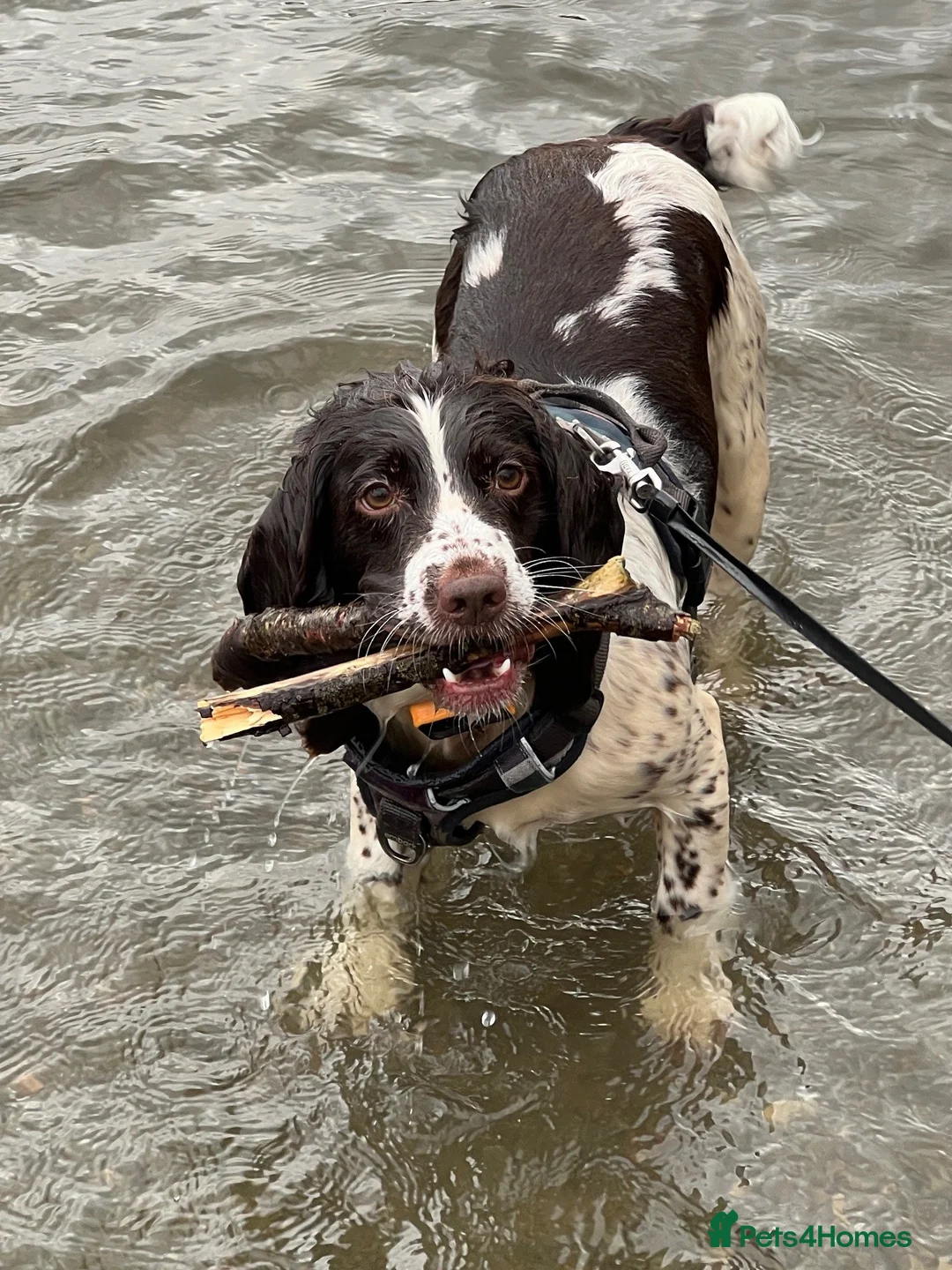 English Springer Spaniel dogs for sale: KC English Springer Spaniel - ALL PUPS RESERVED - Advert 4