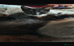 Mixed Breed cats for sale: Adorable kittens for sale  - Image 4