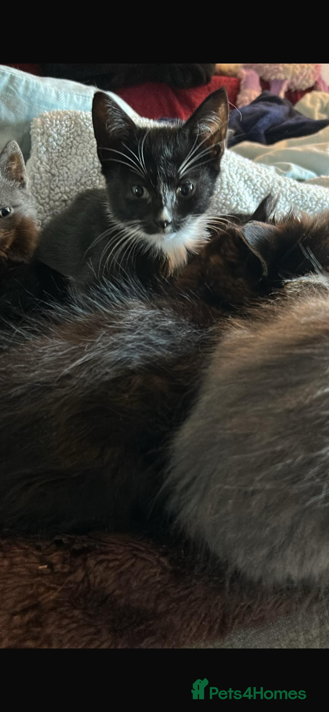 Mixed Breed cats for sale: Adorable kittens for sale  - Image 4