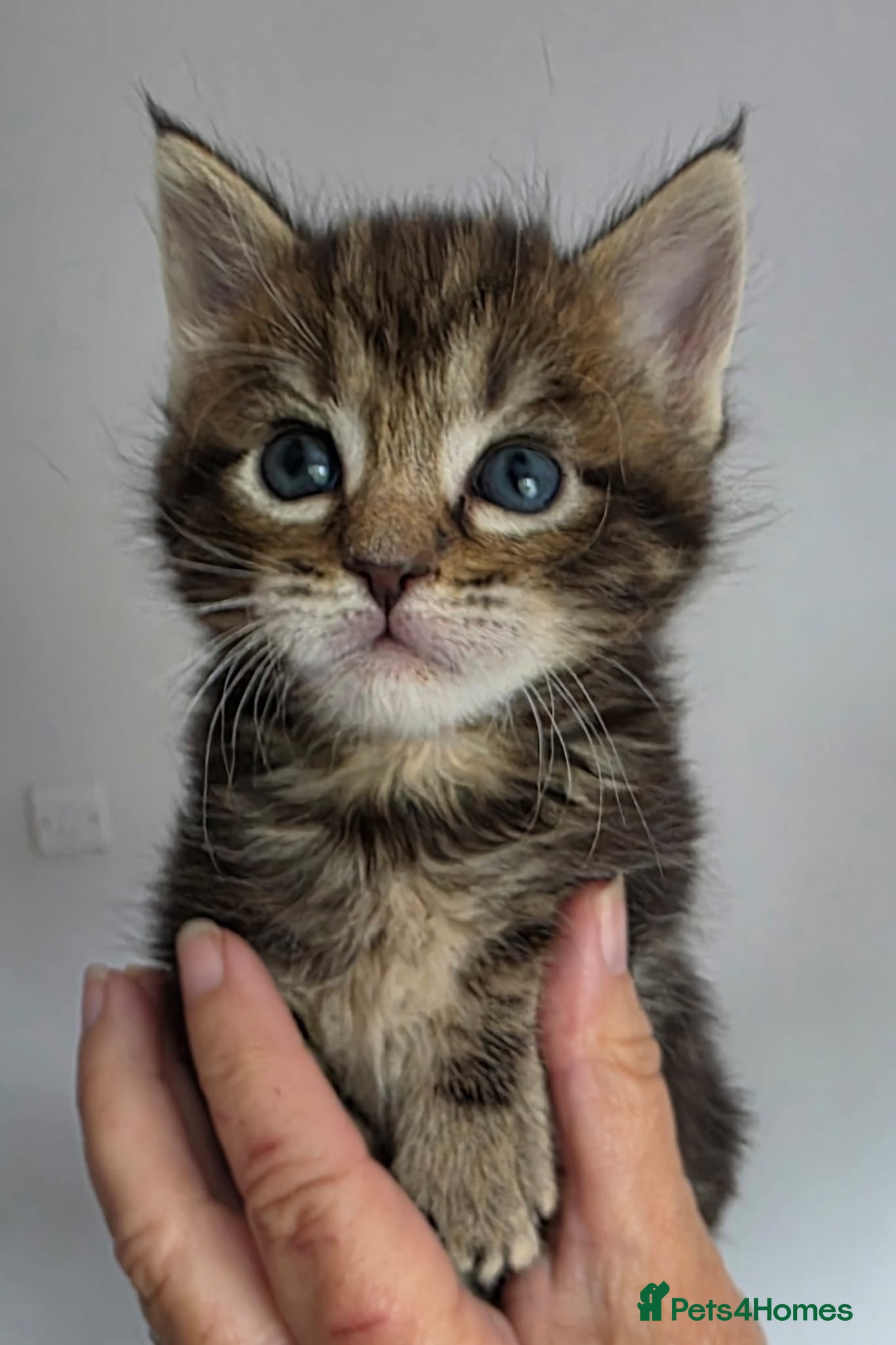 Mixed Breed cats Half Main Coon kittens - Advert 1
