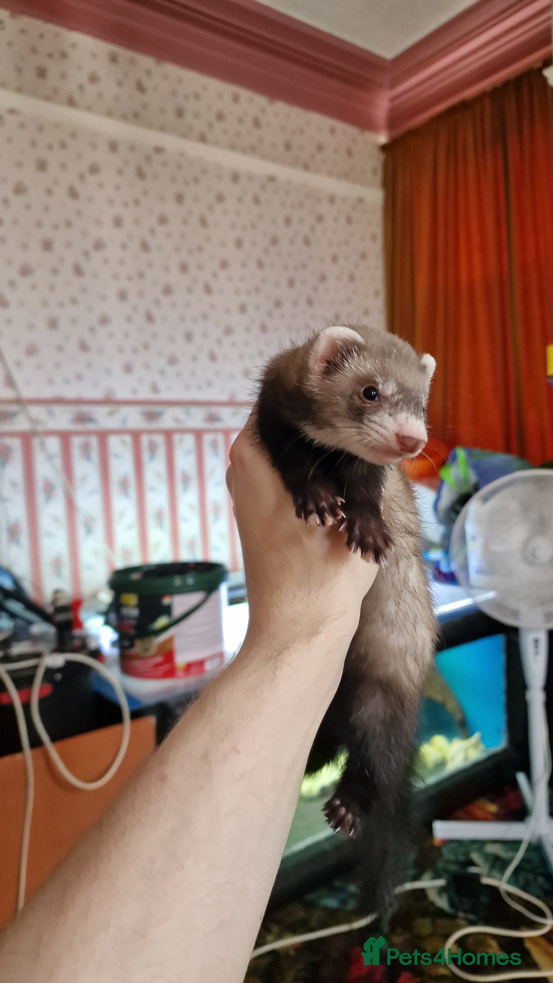 Ferret rodents for sale: 3 mixed EU Polecat Jills for sale - Image 2