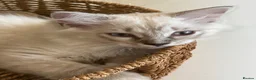 Ragdoll cats for sale: Stunning Ragdoll kittens - READY TO LEAVE NOW!! - Advert 2