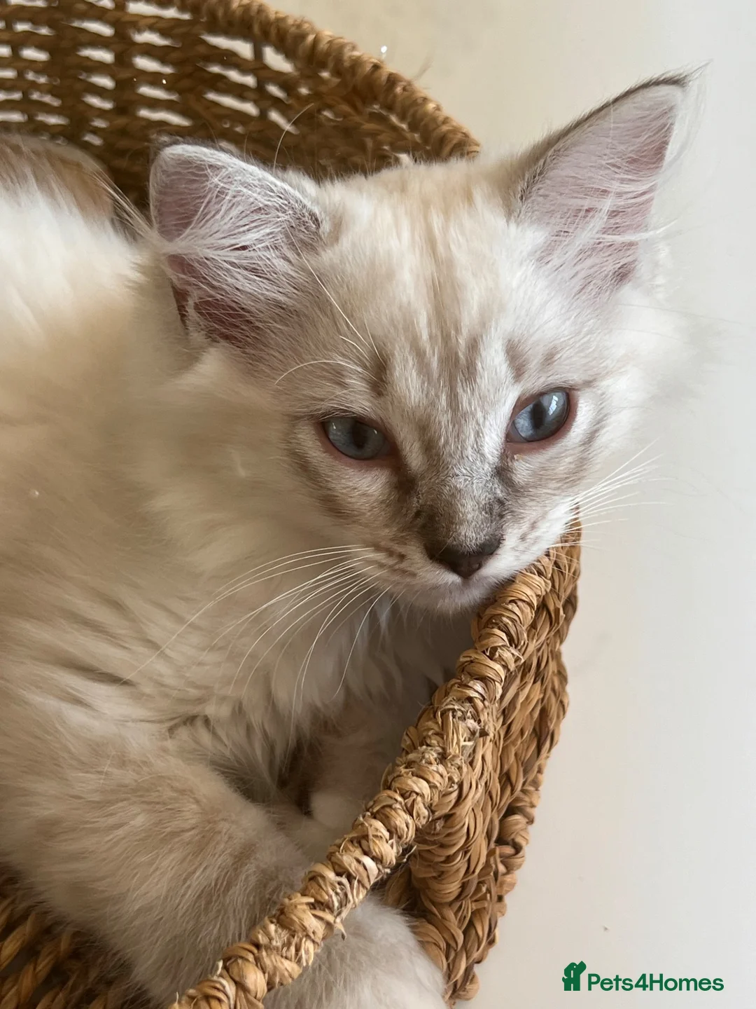 Ragdoll cats for sale: Stunning Ragdoll kittens - READY TO LEAVE NOW!! - Advert 2