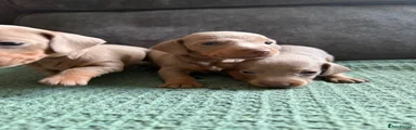 Dachshund 5
