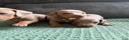 Dachshund dogs for sale: 7 Puppies Available  - Advert 15