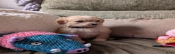 Cavapoo dogs for sale: Last Boy F1 Toy Cavapoo Puppy  - Advert 6