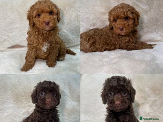 Cavapoochon dogs FOX RED & CHOCOLATE BOYS CAVAPOOCHON HEALTH TESTED - Advert 10