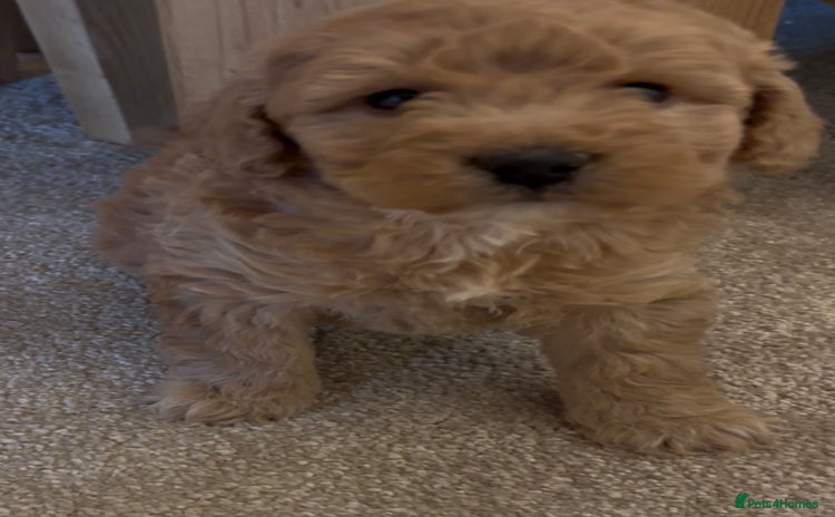 Cockapoo dogs Cockapoo Puppies – Well Socialised and beautiful  - Advert 14