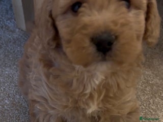 Cockapoo dogs Cockapoo Puppies – Well Socialised and beautiful - Advert 5
