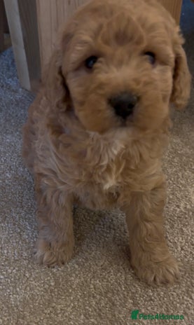 Cockapoo dogs Cockapoo Puppies – Well Socialised and beautiful - Advert 14