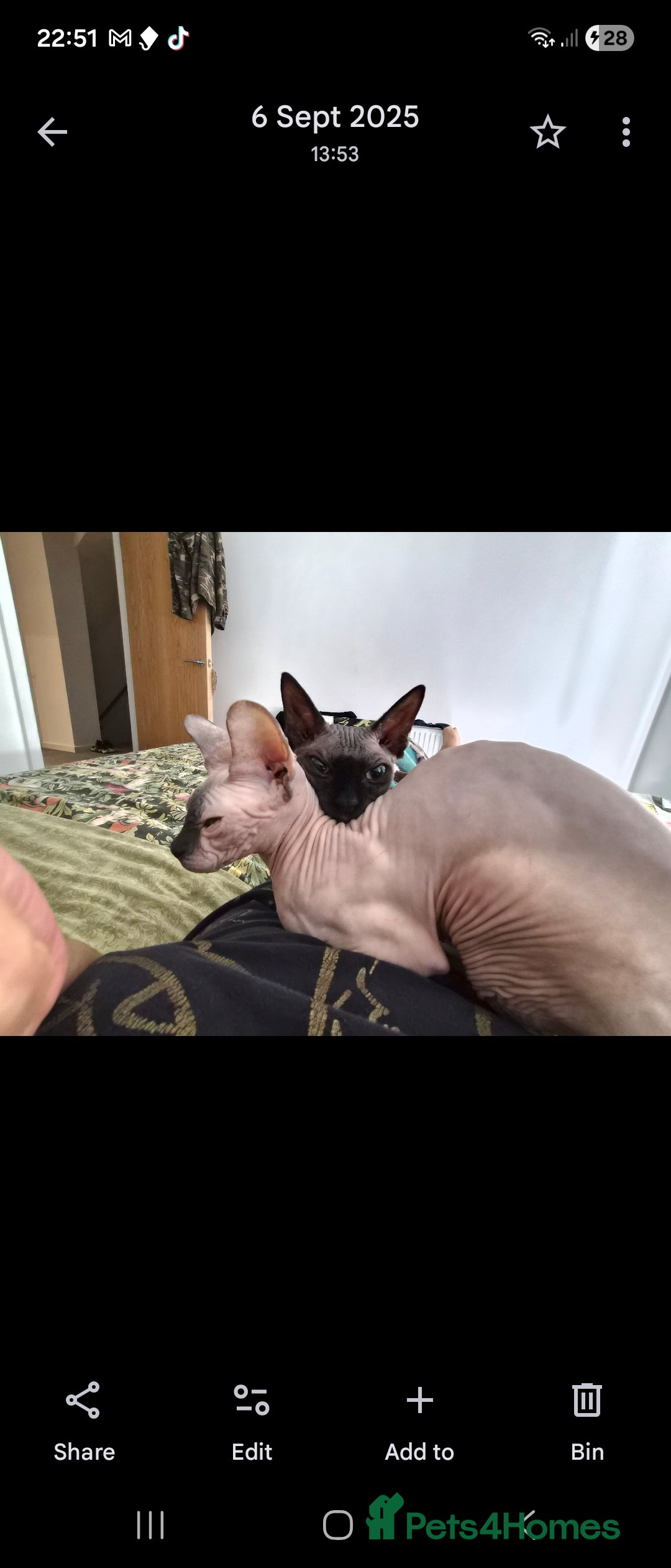 Sphynx cats for sale: 1 year old male sphynx  - Advert 4