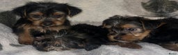 Yorkshire Terrier dogs for sale: Yorkshire Terrier Puppies  - Advert 12