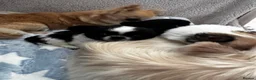 Chihuahua dogs for sale: Beautiful litter of long coat kc reg chihuahuas in Stockport - Advert 16