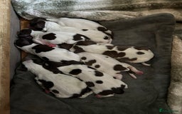 English Springer Spaniel dogs for sale: Springer spaniel pups  - Image 4