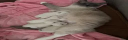 Ragdoll cats for sale: Ragdoll kittens for sale Fleet in Fleet - Advert 6