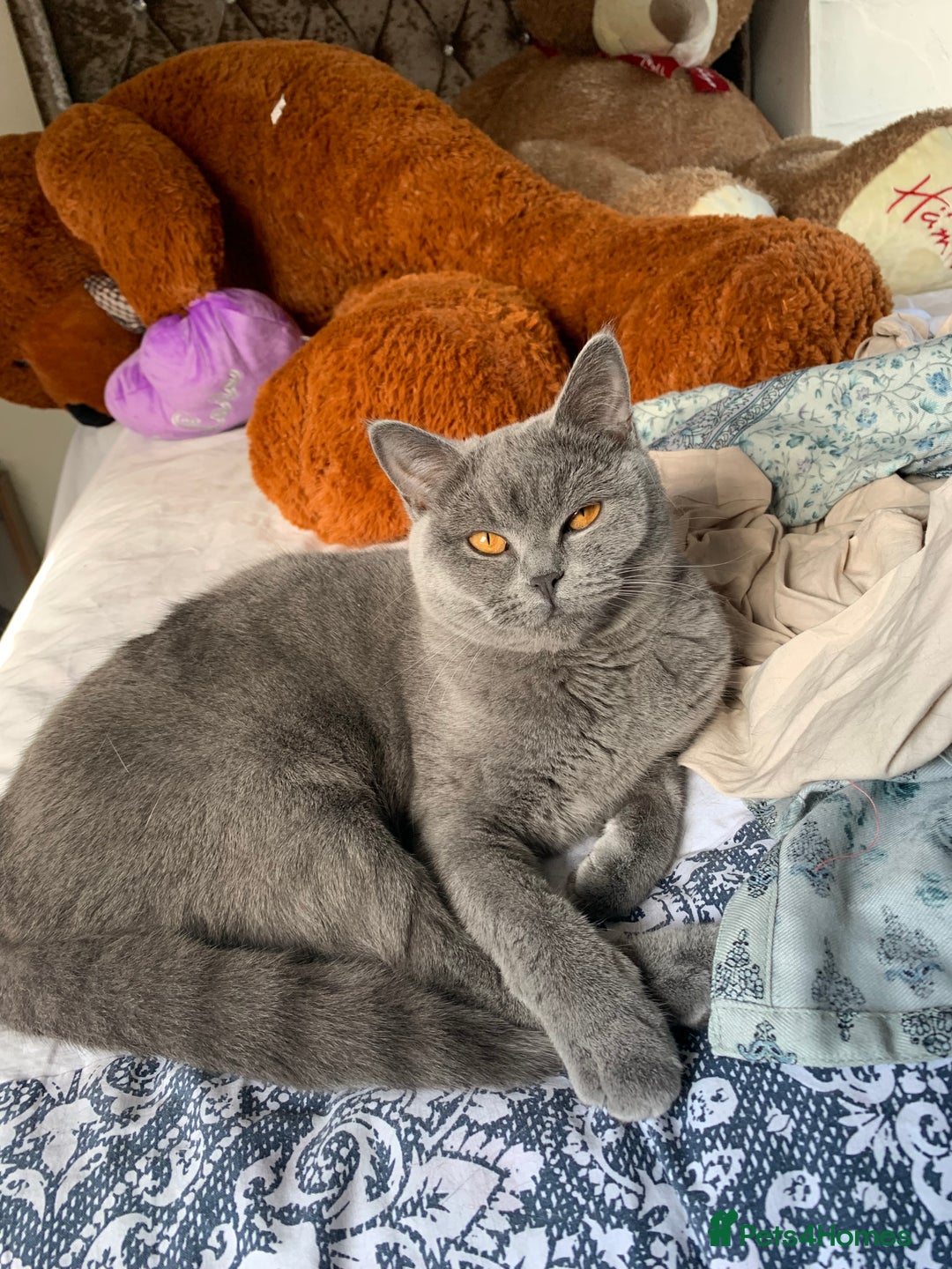 British Shorthair cats for sale: Pure British Shorthair Kittens - Image 3