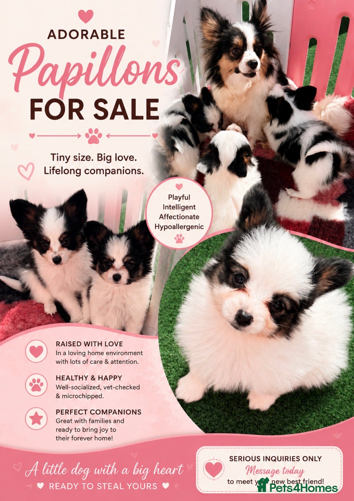 Papillon dogs Beautiful Pedigree Papillon Puppies - Advert 1