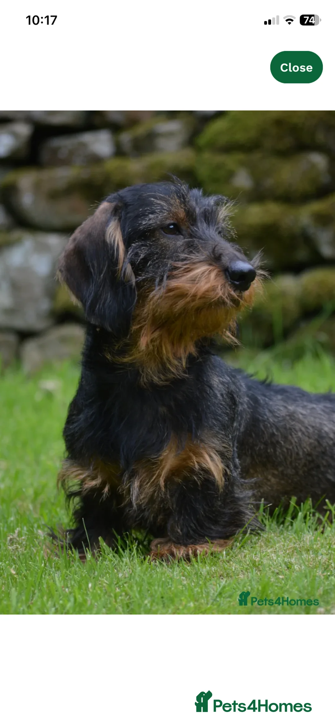 Dachshund dogs for sale: Whire haired dachshund puppy  - Advert 2