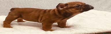 French Bulldog Puppy 1